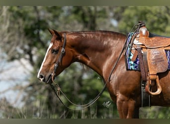 American Quarter Horse, Merrie, 5 Jaar, 152 cm, Roodvos