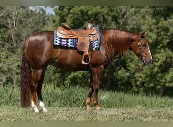 American Quarter Horse, Merrie, 5 Jaar, 152 cm, Roodvos