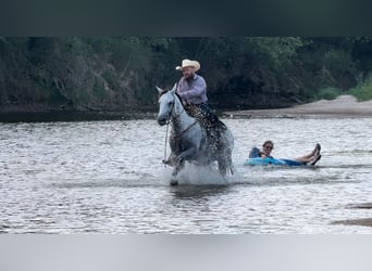 American Quarter Horse, Merrie, 5 Jaar, 152 cm, Schimmel