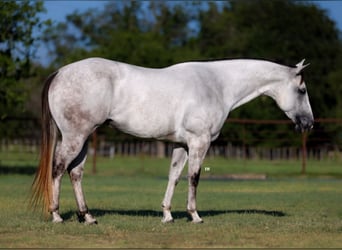 American Quarter Horse, Merrie, 5 Jaar, 152 cm, Schimmel