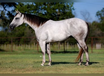 American Quarter Horse, Merrie, 5 Jaar, 152 cm, Schimmel