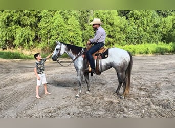 American Quarter Horse, Merrie, 5 Jaar, 152 cm, Schimmel