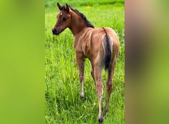 American Quarter Horse, Merrie, 5 Jaar, 152 cm