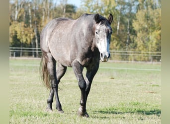 American Quarter Horse, Merrie, 5 Jaar, 152 cm, Zwartschimmel