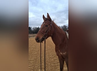 American Quarter Horse, Merrie, 5 Jaar, 153 cm, Donkere-vos