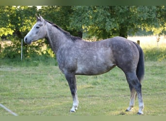 American Quarter Horse, Merrie, 5 Jaar, 153 cm, Schimmel