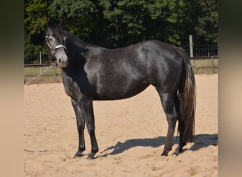 American Quarter Horse, Merrie, 5 Jaar, 154 cm, Schimmel