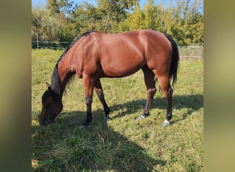 American Quarter Horse, Merrie, 5 Jaar, 155 cm, Brauner