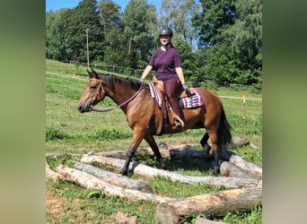 American Quarter Horse Mix, Merrie, 5 Jaar, 155 cm, Bruin