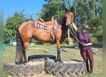 American Quarter Horse Mix, Merrie, 5 Jaar, 155 cm, Bruin