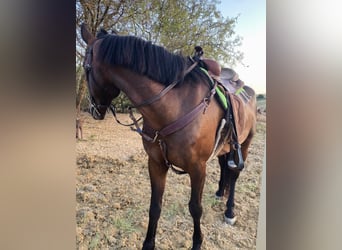 American Quarter Horse, Merrie, 5 Jaar, 155 cm, Bruin