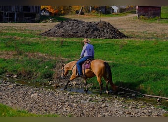 American Quarter Horse, Stute, 5 Jahre, 155 cm, Buckskin