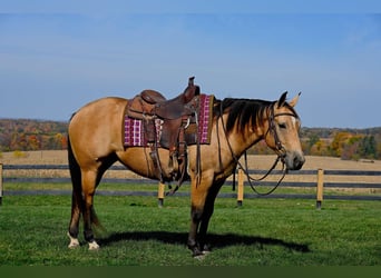 American Quarter Horse, Stute, 5 Jahre, 155 cm, Buckskin