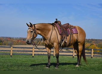 American Quarter Horse, Stute, 5 Jahre, 155 cm, Buckskin