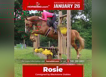 American Quarter Horse Mix, Merrie, 5 Jaar, 155 cm, Donkere-vos