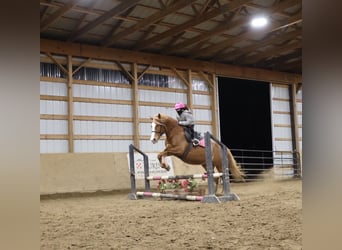 American Quarter Horse Mix, Merrie, 5 Jaar, 155 cm, Donkere-vos