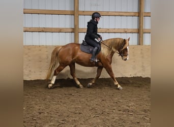 American Quarter Horse Mix, Merrie, 5 Jaar, 155 cm, Donkere-vos