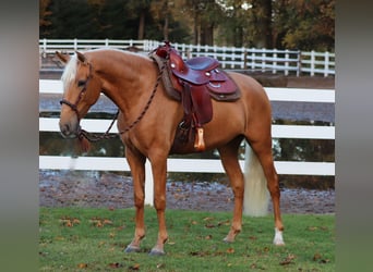 American Quarter Horse Mix, Merrie, 5 Jaar, 155 cm, Palomino