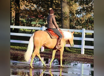 American Quarter Horse Mix, Merrie, 5 Jaar, 155 cm, Palomino