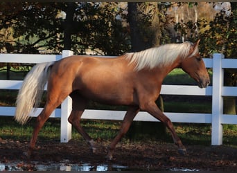 American Quarter Horse Mix, Merrie, 5 Jaar, 155 cm, Palomino