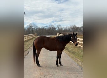 American Quarter Horse, Merrie, 5 Jaar, 155 cm, Roodbruin