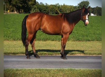 American Quarter Horse, Merrie, 5 Jaar, 155 cm, Roodbruin
