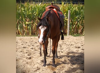 American Quarter Horse, Merrie, 5 Jaar, 155 cm, Roodbruin
