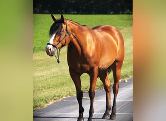 American Quarter Horse, Merrie, 5 Jaar, 155 cm, Roodbruin
