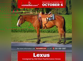 American Quarter Horse, Merrie, 5 Jaar, 155 cm, Roodbruin