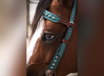 American Quarter Horse, Merrie, 5 Jaar, 155 cm, Roodbruin