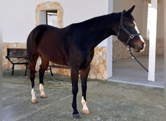 American Quarter Horse, Merrie, 5 Jaar, 156 cm, Bruin