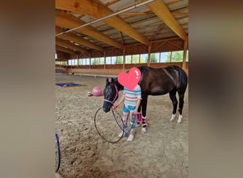 American Quarter Horse, Merrie, 5 Jaar, 156 cm, Zwart