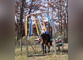 American Quarter Horse, Merrie, 5 Jaar, 157 cm, Roodbruin
