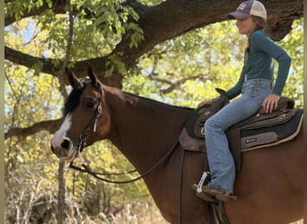 American Quarter Horse, Merrie, 5 Jaar, 157 cm, Roodbruin