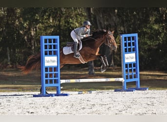 American Quarter Horse, Merrie, 5 Jaar, 160 cm, Roodbruin