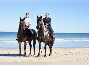American Quarter Horse, Merrie, 5 Jaar, 160 cm, Roodbruin