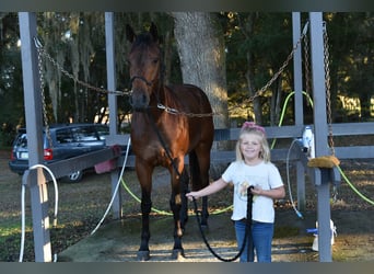 American Quarter Horse, Merrie, 5 Jaar, 160 cm, Roodbruin