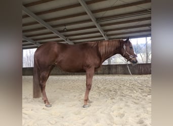 American Quarter Horse, Merrie, 5 Jaar, 160 cm, Vos