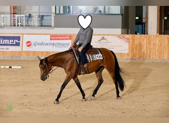 American Quarter Horse, Merrie, 5 Jaar, 165 cm, Bruin