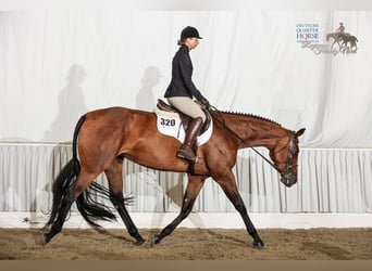 American Quarter Horse, Merrie, 5 Jaar, 170 cm, Brauner