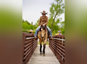 American Quarter Horse, Merrie, 5 Jaar, Buckskin