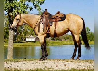 American Quarter Horse, Merrie, 5 Jaar, Buckskin