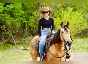 American Quarter Horse, Merrie, 5 Jaar, Buckskin
