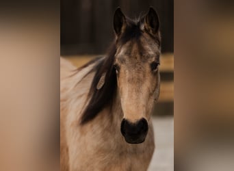 American Quarter Horse, Merrie, 5 Jaar, Buckskin