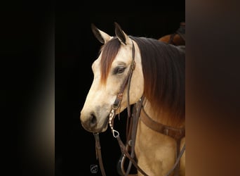 American Quarter Horse, Merrie, 5 Jaar, Buckskin
