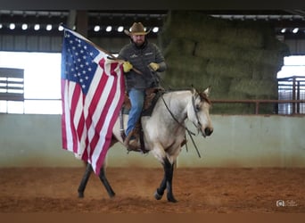 American Quarter Horse, Merrie, 5 Jaar, Buckskin