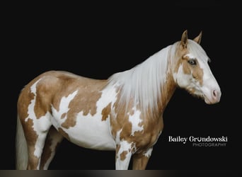 American Quarter Horse, Merrie, 5 Jaar, Overo-alle-kleuren