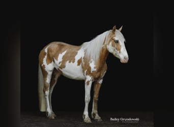 American Quarter Horse, Merrie, 5 Jaar, Overo-alle-kleuren