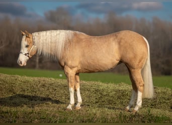 American Quarter Horse, Merrie, 5 Jaar, Palomino