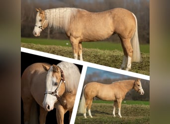 American Quarter Horse, Merrie, 5 Jaar, Palomino